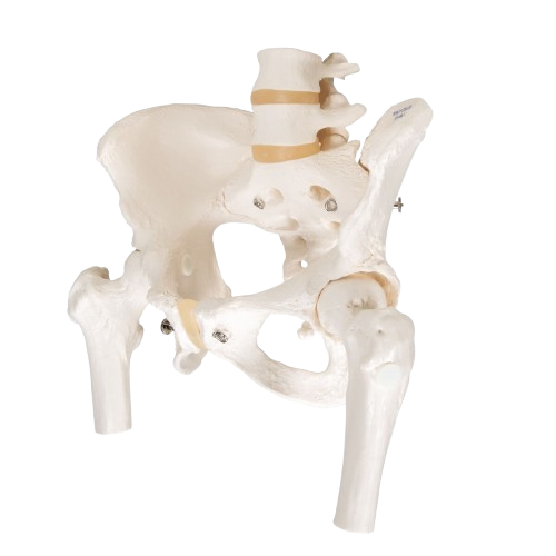 img-pelvis-femenina-bib