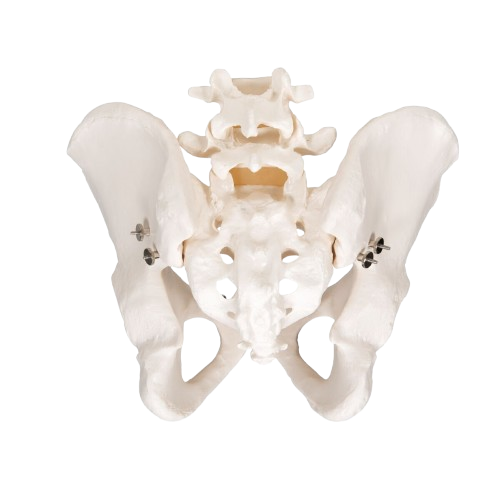 img-pelvis-masculina-bib